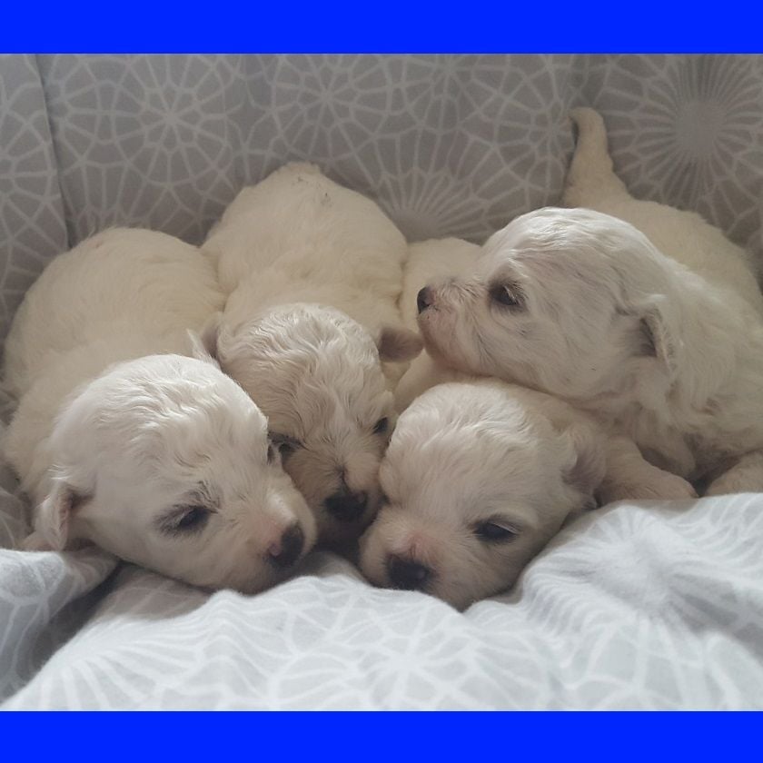 O... DES PORTES DE HANAU - Bichon frise