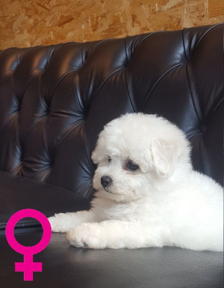 O... DES PORTES DE HANAU - Bichon frise