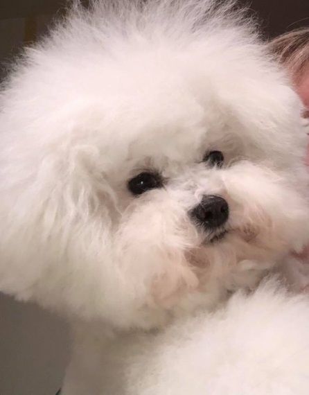 Accueil Elevage Des Portes Du Hanau Eleveur De Chiens