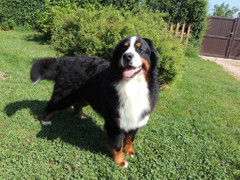 Publication : du roi des lacs Auteur : C.N