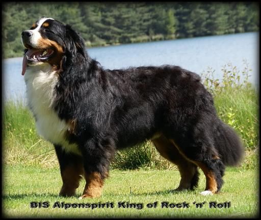 Publication : du roi des lacs Auteur : C.N