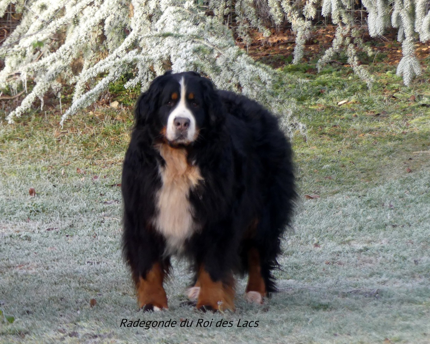 Radegonde du roi des lacs