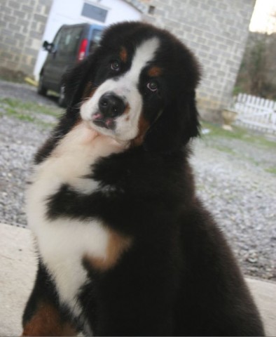 Publication : du roi des lacs Auteur : C.N