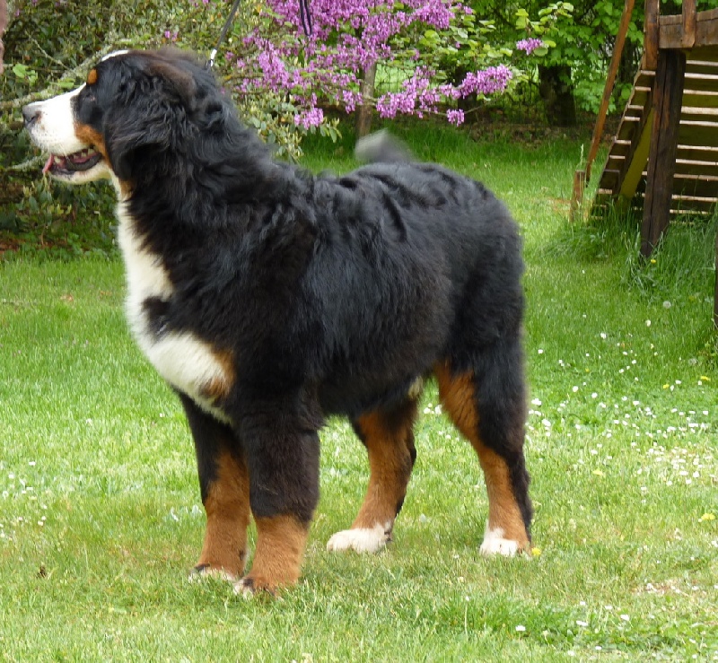 Publication : du roi des lacs Auteur : C.N