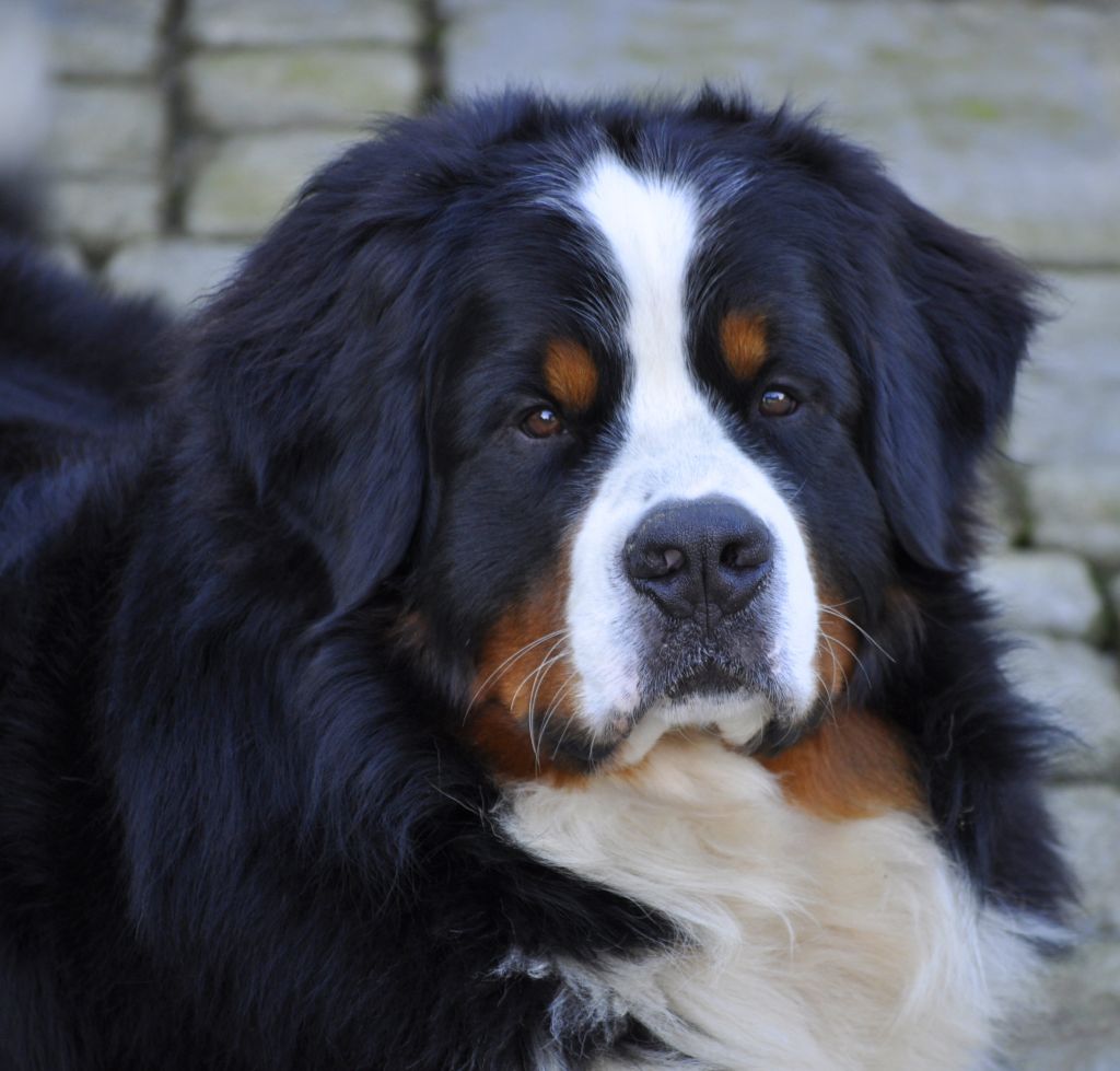 Publication : du roi des lacs Auteur : D.B