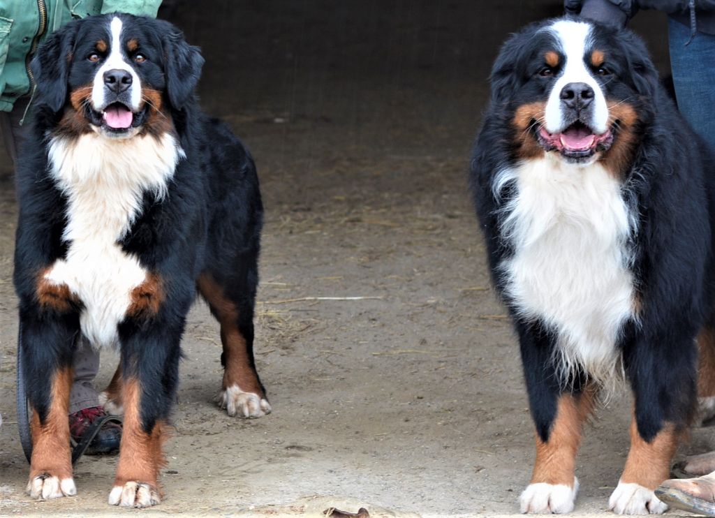 Publication : du roi des lacs Auteur : D.B