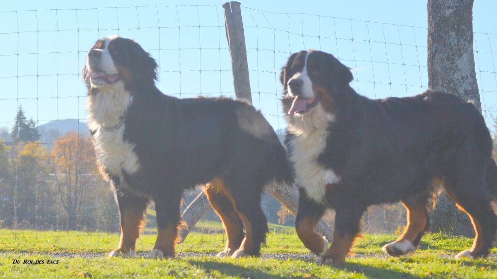 Publication : du roi des lacs Auteur : D.B