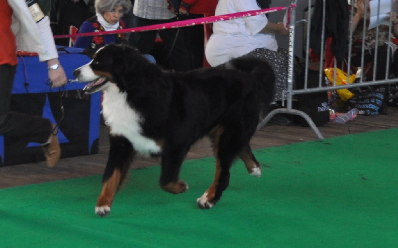 Publication : du roi des lacs Auteur : C.N