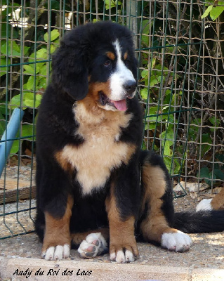 Les chiots de Bouvier Bernois