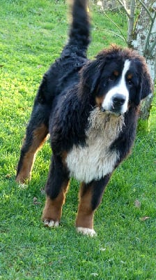 Les chiots de Bouvier Bernois