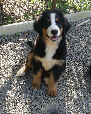 Les chiots de Bouvier Bernois