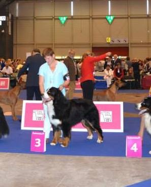 CH. French king of rock'n'roll D'Ainhoa - 3ème EXCELLENT