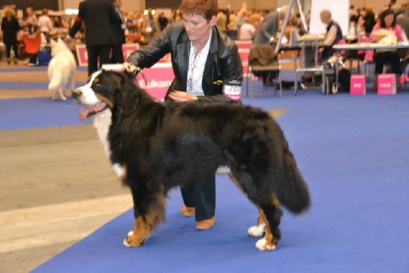 CH. French king of rock'n'roll D'Ainhoa - 1er Excellent CAC