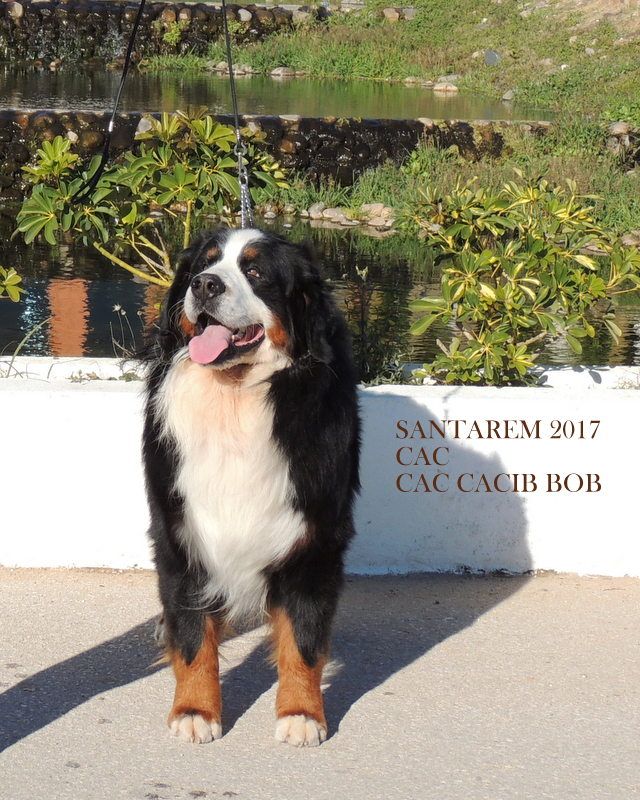 CH. joli guizmo du roi des lacs - CAC CACIB BOB