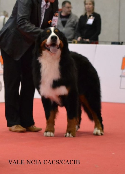 CH. French king of rock'n'roll D'Ainhoa - 1er EXCELLENT CACS/CACIB