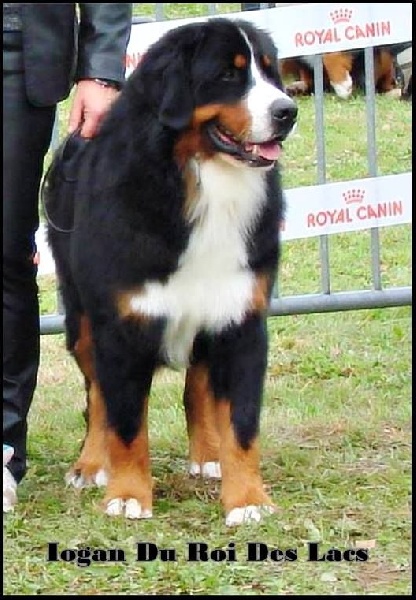 Iogan du roi des lacs - 1er Excellent + TC