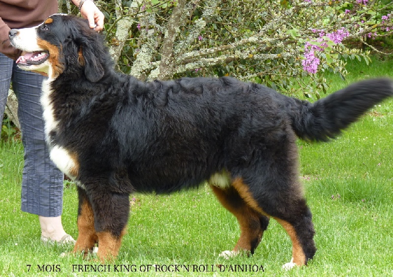 CH. French king of rock'n'roll D'Ainhoa - 1er EXCELLENT MEILLEUR PUPPY MALE