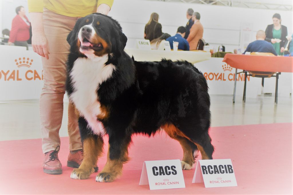 Jewel du roi des lacs - CACS/RCACIB