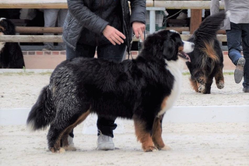 CH. Obrigada du roi des lacs - 1ère Excellent