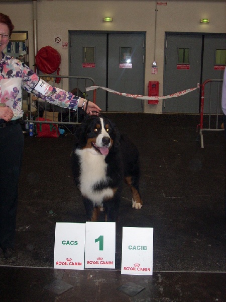 CH. French king of rock'n'roll D'Ainhoa - 1er EXCELLENT CACS/CACIB