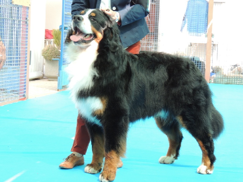 CH. French king of rock'n'roll D'Ainhoa - GCC/CACIB/BOB