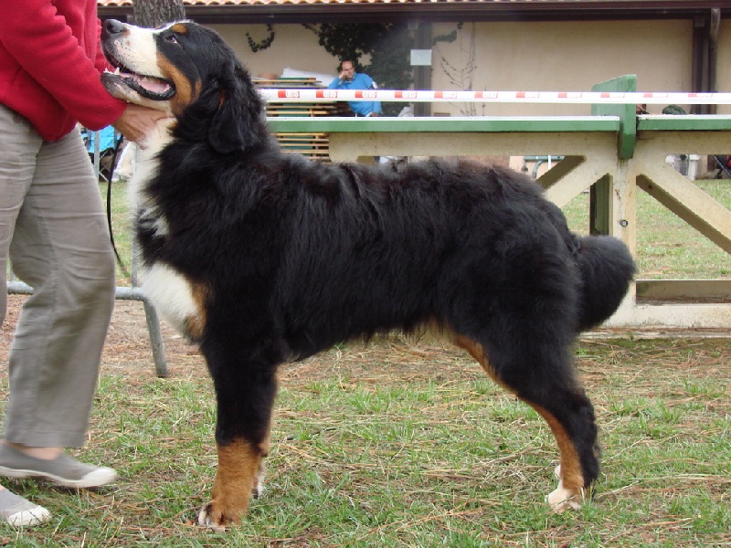 CH. French king of rock'n'roll D'Ainhoa - 1er excellent