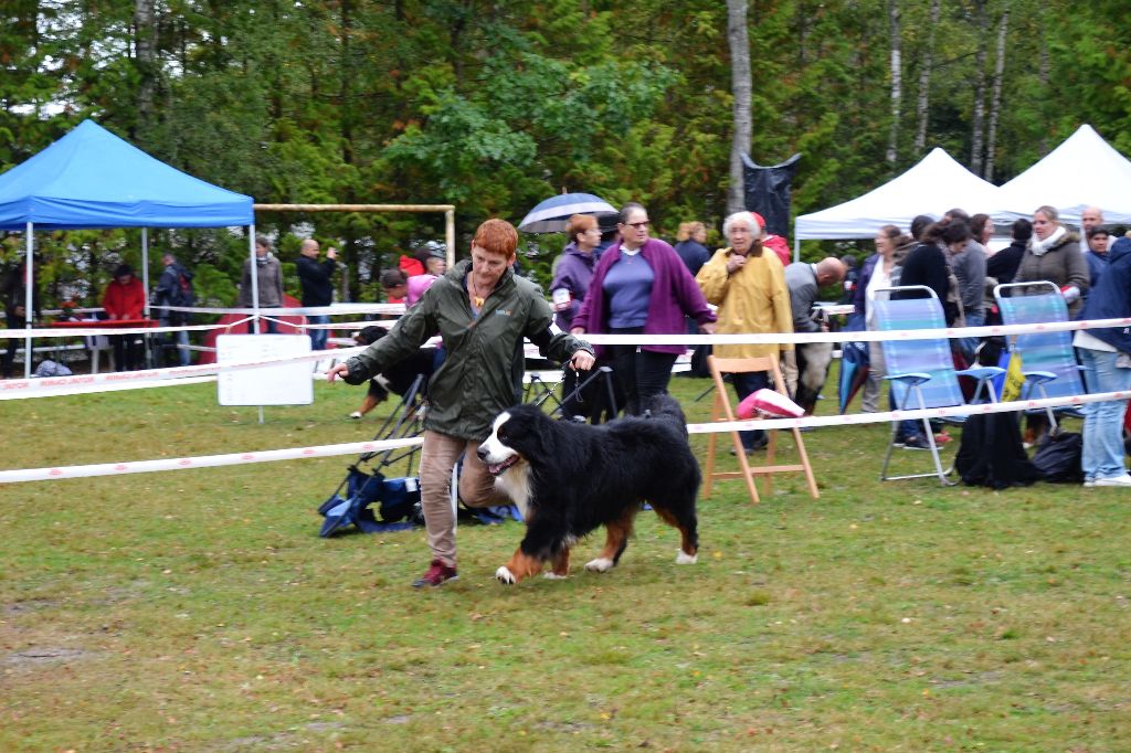 CH. joli guizmo du roi des lacs - excellent