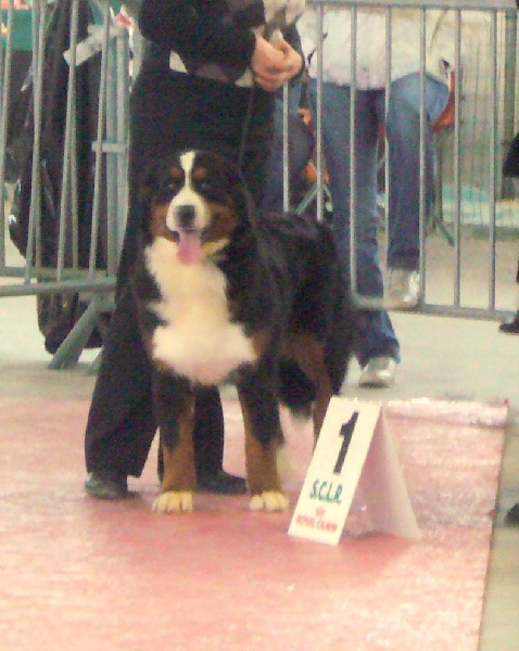 Enns du roi des lacs - 1ère EXCELLENT MEILLEUR JEUNE