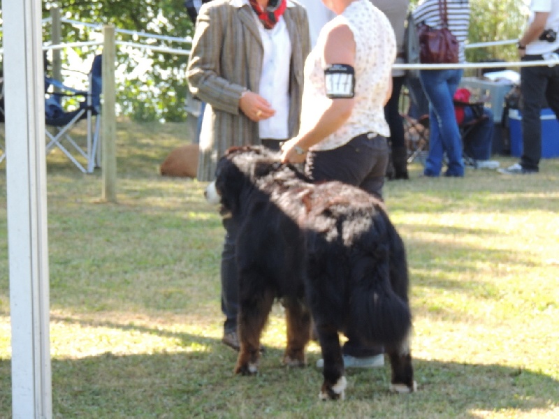 CH. French king of rock'n'roll D'Ainhoa - CACS/CACIB MEILLEUR DE RACE