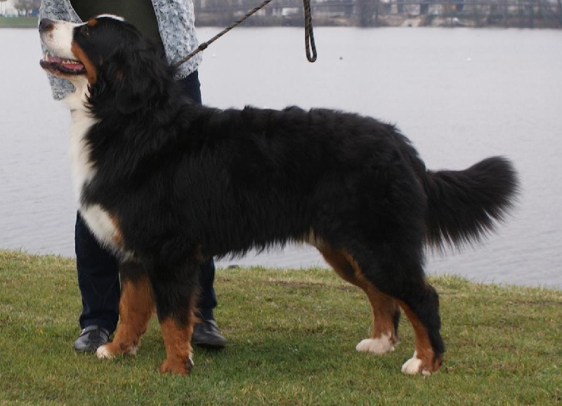 CH. French king of rock'n'roll D'Ainhoa - 2 ème EXCELLENT