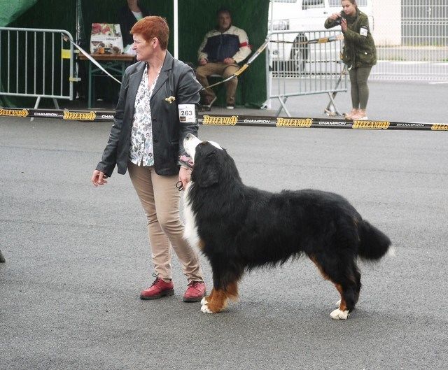 CH. joli guizmo du roi des lacs - CACS/RCACIB