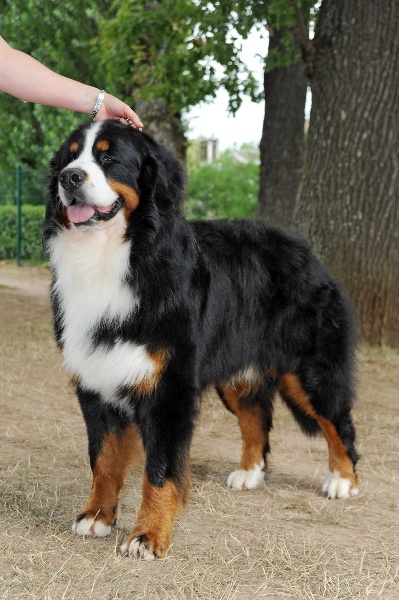 CH. French king of rock'n'roll D'Ainhoa - CACS/BOB