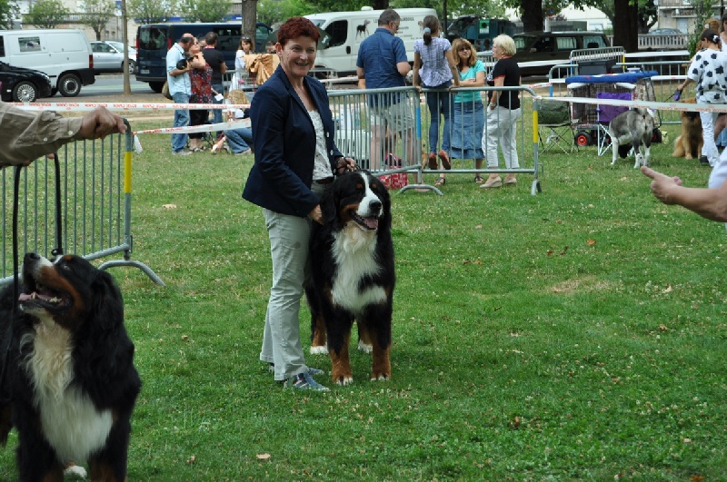 CH. French king of rock'n'roll D'Ainhoa - RCACS/RCACIB