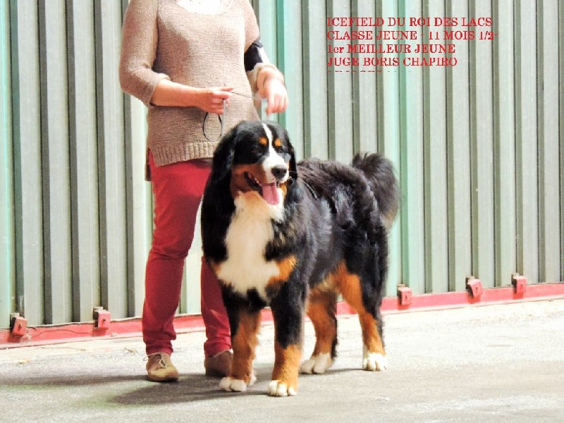 Icefield du roi des lacs - 1ère EXCELLENT MEILLEUR JEUNE 2ème du Groupe 2 Jeune