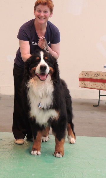 CH. French king of rock'n'roll D'Ainhoa - RCACS/RCACIB