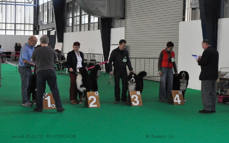 CH. French king of rock'n'roll D'Ainhoa - RCACS/RCACIB