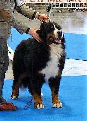 Iogan du roi des lacs - 2ème Excellent