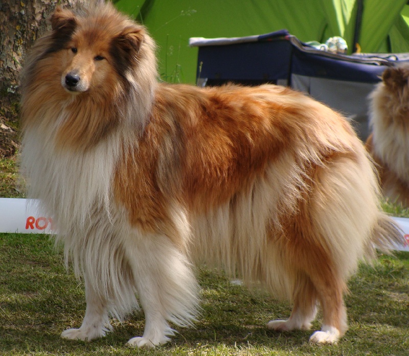 Easy n' sweet charming sunprincess dite chippie (Sans Affixe) - EXCELLENT