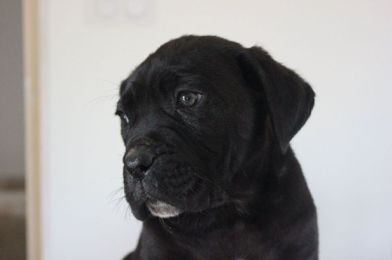 Publication : des secrets du Gevaudan Auteur : MME SOUVETON MURIEL.