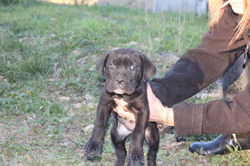 Publication : des secrets du Gevaudan Auteur : MME SOUVETON MURIEL.