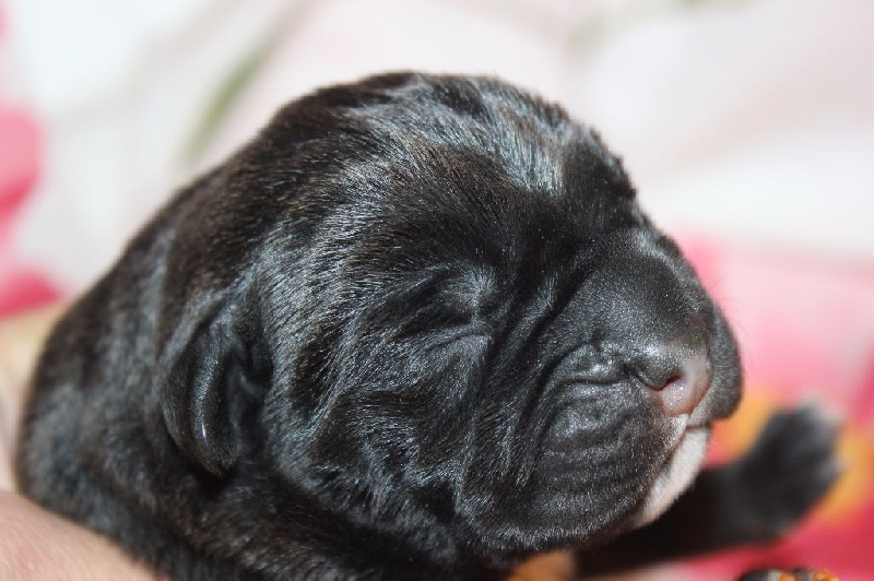 Publication : des secrets du Gevaudan Auteur : MME SOUVETON MURIEL.