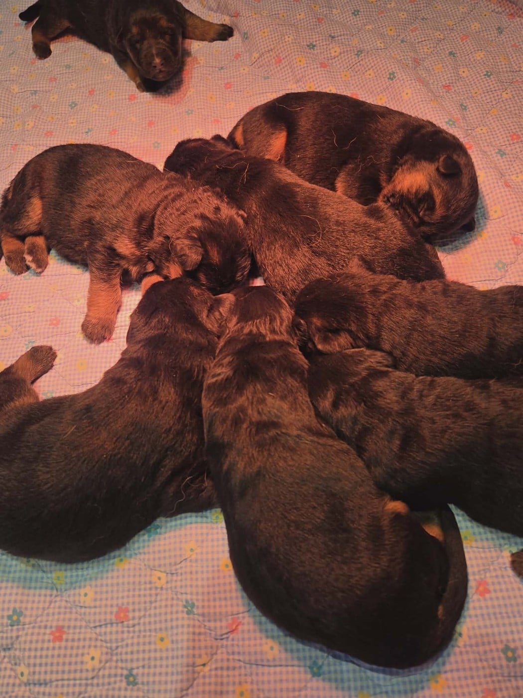 CHIOT 3 - Berger Allemand