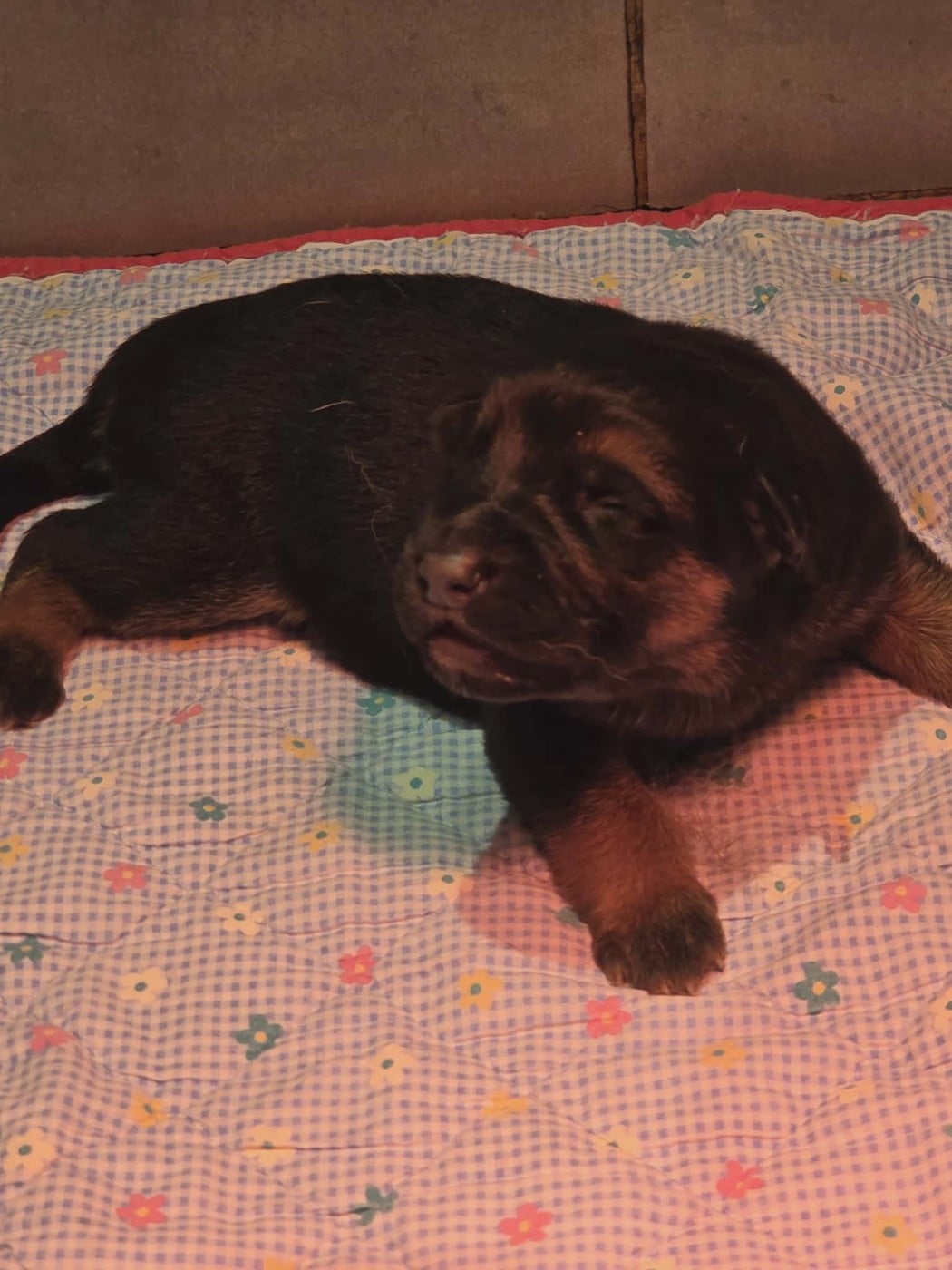 CHIOT 4 - Berger Allemand