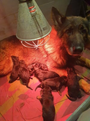 Les chiots de Berger Allemand