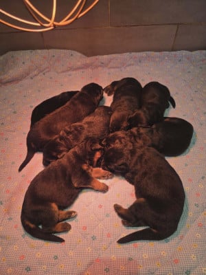 Les chiots de Berger Allemand