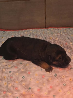 Les chiots de Berger Allemand