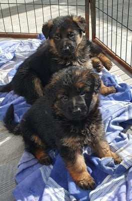 Les chiots de Berger Allemand