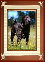 Étalon Shar Pei - CH. Paradjse dei Draghi della Reverdita