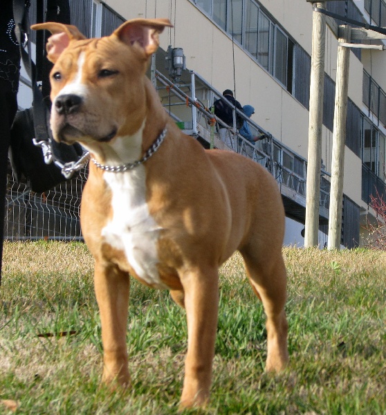 Lords of Darkness Célénia dit biboo - TRES PROMETTEUR