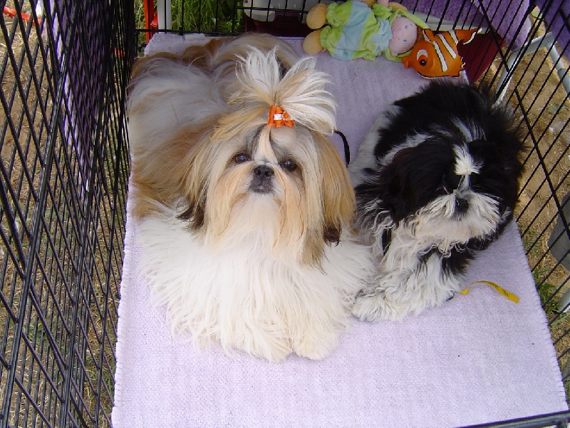 Cézarine du domaine des atlantes Le palais de bhagavan - 1ère excellent classe jeune